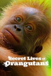 Nonton Film Secret Lives of Orangutans (2024) Terbaru Nonton Film Secret Lives of Orangutans (2024) Terbaru